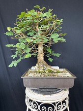 Feldahorn bonsai prebonsai gebraucht kaufen  Wettstetten
