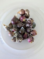 Cipolla egiziana ligure usato  Sanremo