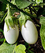 Eierbaum white egg gebraucht kaufen  Recklinghausen