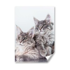 Fluffy maine coon for sale  SELBY