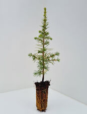 Cedrus atlantica atlas for sale  INVERNESS