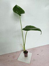 Heavenly hoya alocasia gebraucht kaufen  Bad Bramstedt