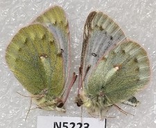 Colias mongola russia usato Colias mongola russia usato  Spedire a Italy