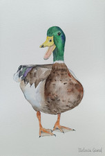 Canard aquarelle a4 d'occasion  Montbéliard