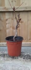 Horse chestnut bonsai for sale  SCUNTHORPE