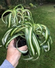 Bonnie curly spider for sale  Buffalo