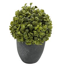 Topiary potted boxwood for sale  Mcminnville