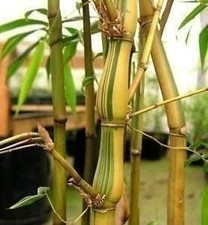 Bamboo striped dwarf for sale  USA