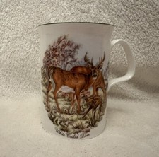 White tailed deer for sale  SHEFFIELD