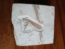 Insecte fossilisé d'occasion  Périgueux