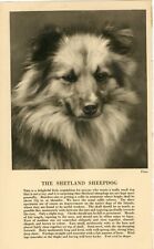 Shetland sheepdog sheltie for sale  COLEFORD