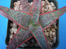 Aloe hybrids types for sale  Tucson