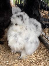 silkie chickens for sale silkie chickens for sale Centralia