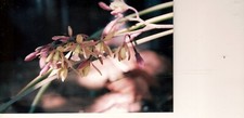 Encyclia cyperfolia bloom for sale  Arcadia