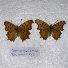 Rare southern comma for sale  CAERNARFON