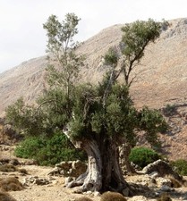 Olea europea kamalata usato  Napoli