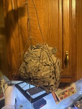 Hornets nest for sale  Lowell