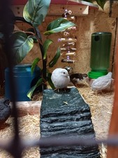 Fertile button quail for sale  Hughesville