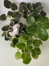 Set young plants for sale  LONDON