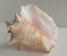 Queen conch sea for sale Queen conch sea for sale  SOUTHPORT