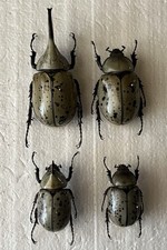 Pairs dynastidae dynastes for sale  Glendale