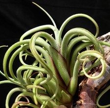 Tillandsia caput medusa d'occasion  Expédié en France