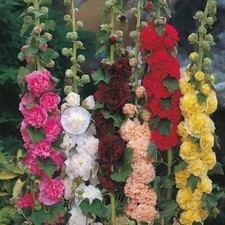 Hollyhock chaters double for sale  BELLSHILL