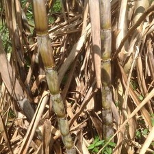 Pieces sugar cane for sale  Loxahatchee