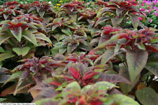 000 samen amaranthus gebraucht kaufen  Ludwigshafen am Rhein