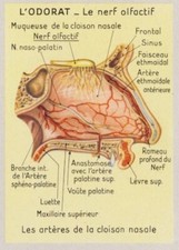 Olfaction odorat nerf d'occasion  Expédié en France