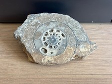 Large polished ammonite for sale  BRISTOL