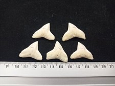 Lot dents requins d'occasion  La Colle-sur-Loup