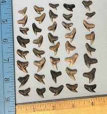 Tiger shark teeth for sale  Chesapeake Beach