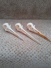 Taxidermy stuffing skeletons for sale  SAXMUNDHAM