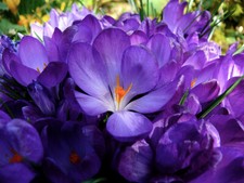 Large flowering blue for sale  PRESTON