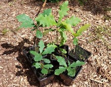 Common english oak for sale  MALPAS