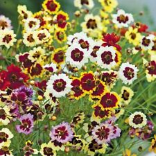 BARWNIK-DZIEWCZĘCE OKO MIESZANKA KOLORÓW - Coreopsis tinctoria 200+ nasion Z 201 na sprzedaż  Wysyłka do Poland