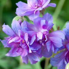 Geranium pratense plenum for sale  IPSWICH