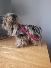 Fuzzy nation yorkie for sale  GREAT MISSENDEN