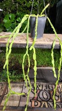 Rhipsalis paradoxa plant for sale  Hollywood