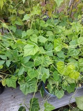 Cucamelon plants vegetable for sale  RIPON