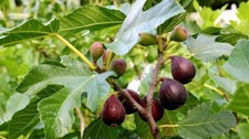 Violette bordeaux fig for sale  Apopka