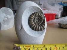 Androgynoceras ammonite jurass for sale  CARDIFF