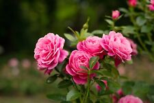 Graines rosier rose d'occasion  Neuilly-sur-Marne