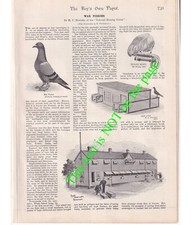 War messenger pigeons for sale  HALESOWEN