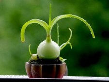 Pregnant sea onion for sale  DORCHESTER