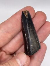 Tyrannosaur tooth hell for sale  MAIDSTONE