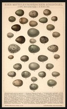 Lithographie anno 1898 gebraucht kaufen  Burgdorf