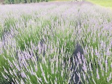 Provence lavender live for sale  Gastonia