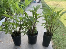 Live rooted mexican for sale  Westminster